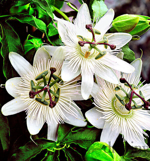 Marakuja (Mučenka belasá) Eliotte, výška 40/50 cm, v črepníku Passiflora caerulea Con.Elliotte