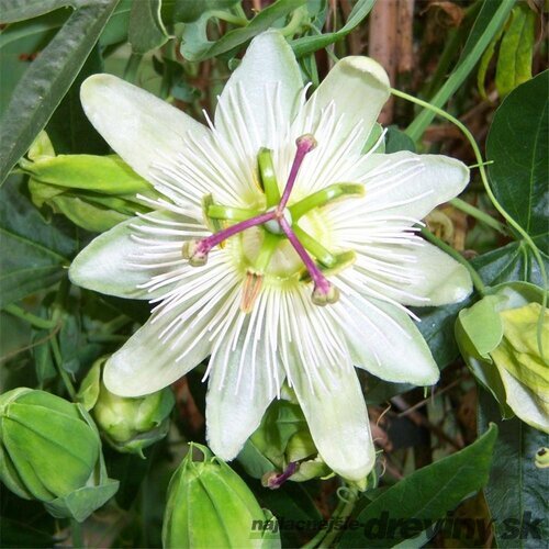 Marakuja (Mučenka belasá) Eliotte, výška 70/90 cm, v črepníku Passiflora caerulea Con.Elliotte