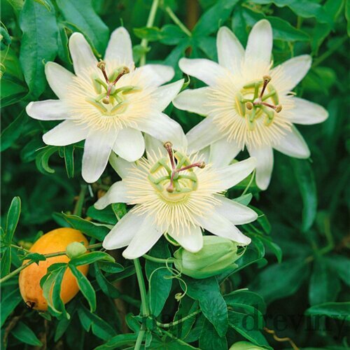 Marakuja (Mučenka belasá) Eliotte, výška 70/90 cm, v črepníku Passiflora caerulea Con.Elliotte