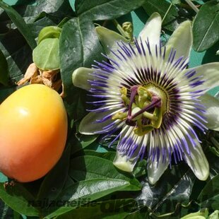Marakuja (Mučenka belasá), výška 40/50 cm, v črepníku Passiflora caerulea