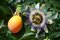 Marakuja (Mučenka belasá), výška 40/50 cm, v črepníku Passiflora caerulea