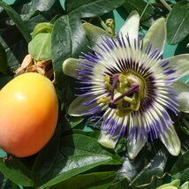 Marakuja (Mučenka belasá), výška 40/50 cm, v črepníku Passiflora caerulea