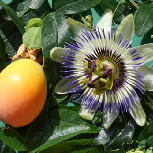 Marakuja (Mučenka belasá), výška 40/50 cm, v črepníku Passiflora caerulea