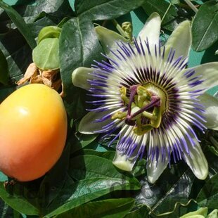 Marakuja (Mučenka belasá), výška 40/50 cm, v črepníku Passiflora caerulea