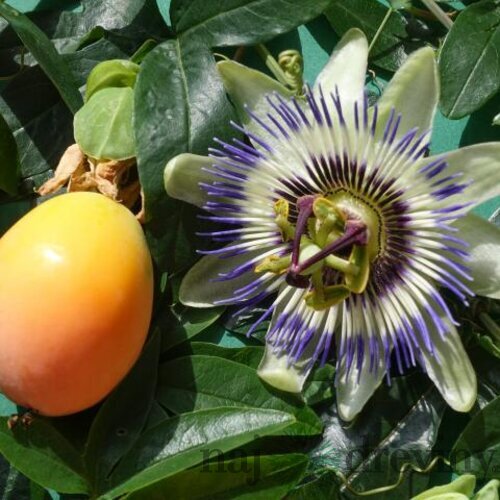 Marakuja (Mučenka belasá), výška 40/50 cm, v črepníku Passiflora caerulea