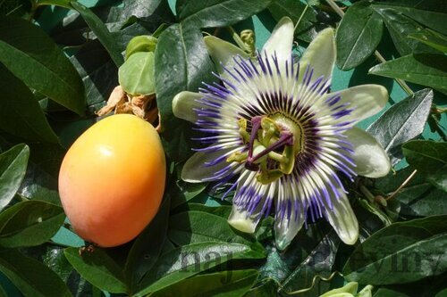 Marakuja (Mučenka belasá), výška 40/50 cm, v črepníku Passiflora caerulea