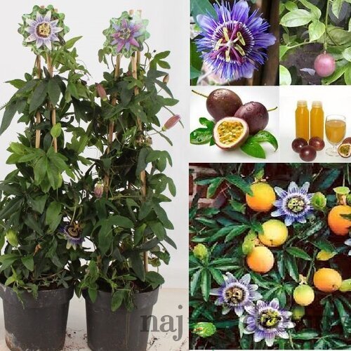 Marakuja (Mučenka belasá), výška 65/75 cm, v črepníku Passiflora caerulea