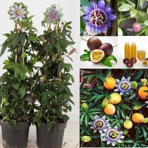 Marakuja (Mučenka belasá), výška 65/75 cm, v črepníku Passiflora caerulea
