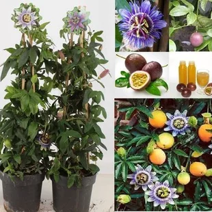 Marakuja (Múčenka jedlá) Purple Giant, výška 40/60 cm, v črepníku Passiflora caerulea