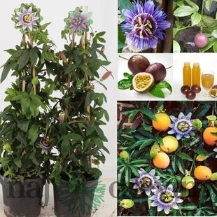 Marakuja (Múčenka jedlá) Purple Giant, výška 40/60 cm, v črepníku Passiflora caerulea