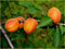 Marhuľa Early Orange, výška 100/150 cm, v črepníku Prunus armeniaca Early Orange