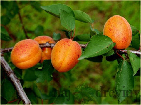 Marhuľa Early Orange, výška 100/150 cm, v črepníku Prunus armeniaca Early Orange
