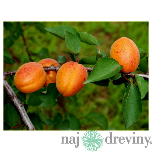 Marhuľa Early Orange, výška 100/150 cm, v črepníku Prunus armeniaca Early Orange