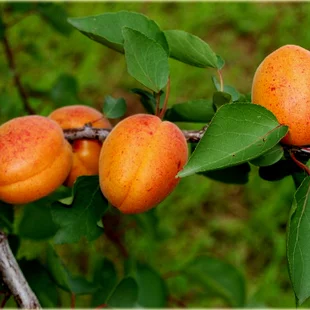 Marhuľa Early Orange, výška 100/150 cm, v črepníku Prunus armeniaca Early Orange
