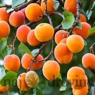 Marhuľa Early Orange, výška 140/180 cm, voľnokorenná, stredne skorá, podpník Alycza Prunus armeniaca Early Orange