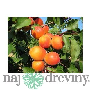 Marhula Harcot 140/180 cm už rodiaca v 5 l črepníku, podpník Alycza Prunus armeniaca Harcot