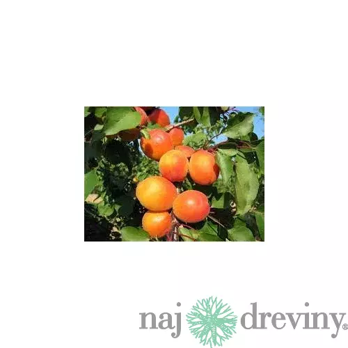 Marhula Harcot 140/180 cm už rodiaca v 5 l črepníku, podpník Alycza Prunus armeniaca Harcot
