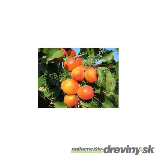 Marhula Harcot 140/180 cm už rodiaca v 5 l črepníku, podpník Alycza Prunus armeniaca Harcot