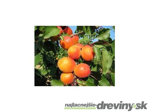 Marhula Harcot 140/180 cm už rodiaca v 5 l črepníku, podpník Alycza Prunus armeniaca Harcot