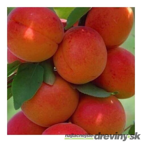 Marhuľa Harcot, výška 200/250 cm obvod 8/10 cm, už rodiaca v črepníku, podpník Alycza Prunus Armeniaca Harcot