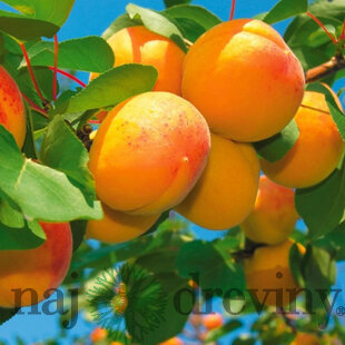 Marhuľa neskorá HARLAYNE už rodiaca výška 180/220 cm, podpníik Alycza v črepníku Prunus armeniaca HARLAYNE