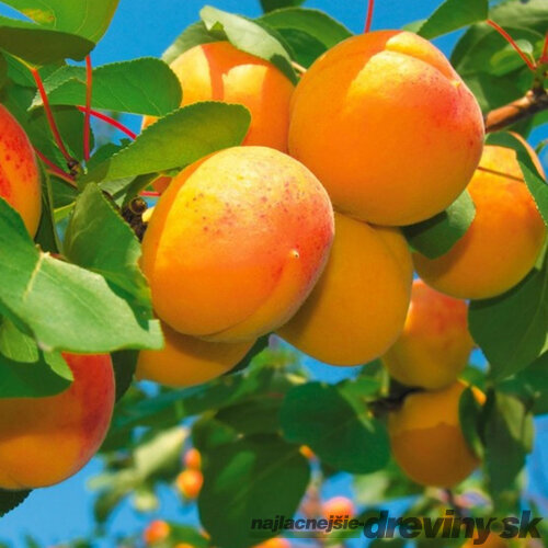 Marhuľa neskorá HARLAYNE výška 160/180 cm, podpníik Alycza v črepníku Prunus armeniaca HARLAYNE