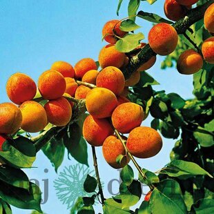 Marhuľa poloskorá GOLDRICH už rodiaca výška 180/220 cm, podpníik Alycza v črepníku Prunus armeniaca GOLDRICH
