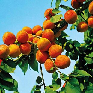 Marhuľa poloskorá GOLDRICH už rodiaca výška 250+ cm, podpníik Alycza v črepníku Prunus armeniaca GOLDRICH