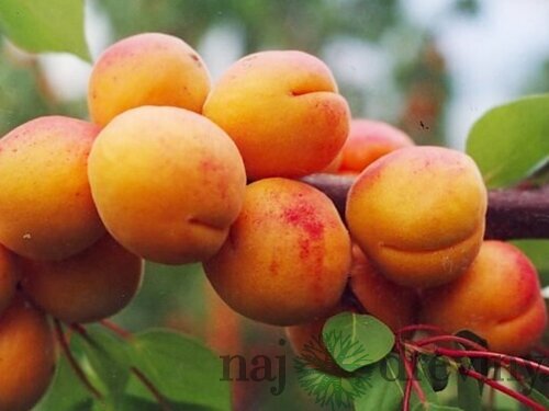 Marhuľa poloskorá HARCOT už rodiaca výška 180/220 cm, podpníik Alycza v črepníku 7,5l Prunus armeniaca Harcot