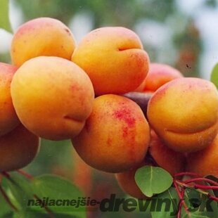 Marhuľa poloskorá HARCOT už rodiaca výška 180/220 cm, podpníik Alycza v črepníku 7,5l Prunus armeniaca Harcot