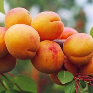 Marhuľa poloskorá HARCOT už rodiaca výška 180/220 cm, podpníik Alycza v črepníku 7,5l Prunus armeniaca Harcot