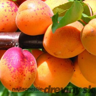 Marhuľa Reale d‘Imola výška 200/250 cm obvod 8/10 cm, už rodiaca v črepníku, podpník Alycza Prunus Armeniaca