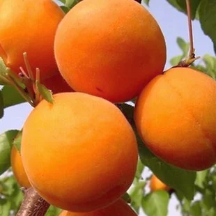 Marhuľa Somo (neskorá) 180/200 cm, v črepníku, podpník Alycza Prunus armeniaca Somo