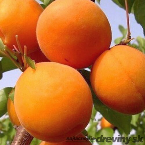 Marhuľa Somo (neskorá) 180/200 cm, v črepníku, podpník Alycza Prunus armeniaca Somo