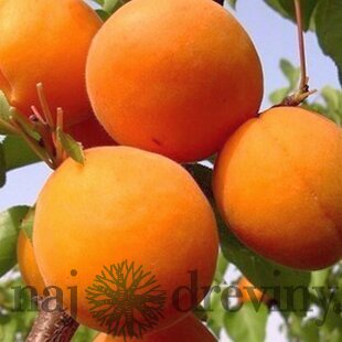 Marhuľa Somo (neskorá), výška 160/180 cm,podpník Alycza, v črepníku Prunus armeniaca Somo