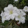 marie oliva schlickova