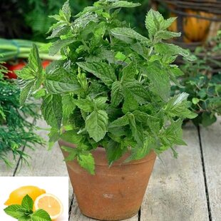 Mäta citrónová, v črepníku Mentha piperita ‘Citaro‘