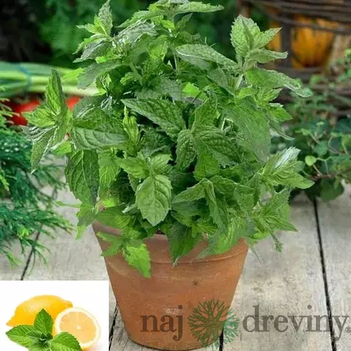 Mäta citrónová, v črepníku Mentha piperita ‘Citaro‘