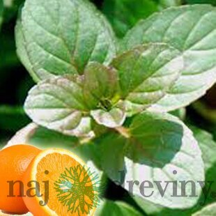 Mäta marocká extra silná ´MOROCCAN´ Mentha piperita ´MOROCCAN´