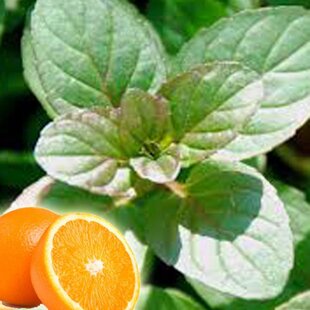 Mäta marocká extra silná ´MOROCCAN´ Mentha piperita ´MOROCCAN´
