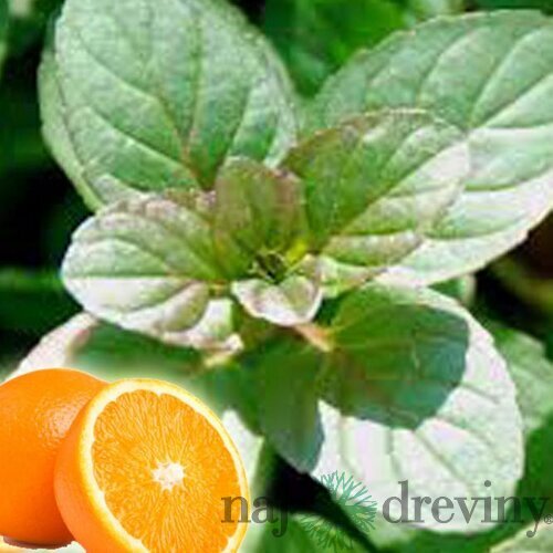 Mäta marocká extra silná ´MOROCCAN´ Mentha piperita ´MOROCCAN´