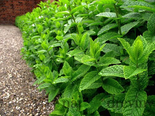 Mäta pieporná, v črepníku Mentha Piperita