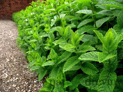 Mäta pieporná, v črepníku Mentha Piperita