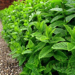 Mäta pieporná, v črepníku Mentha Piperita