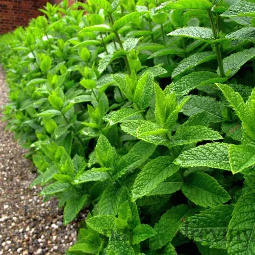 Mäta pieporná, v črepníku Mentha Piperita