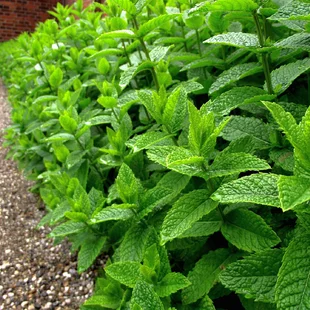 Mäta pieporná, v črepníku Mentha Piperita