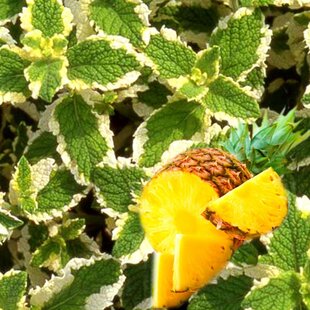 Mäta voňavá ananásová, v črepníku Mentha suaveolens