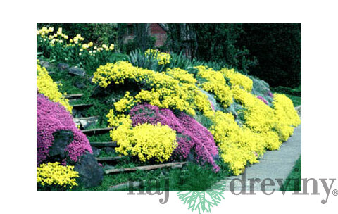 Materina dúška citrónová (liečivá), v črepníku Thymus citriodorus Mystic Lemon