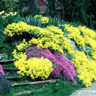 Materina dúška citrónová (liečivá), v črepníku Thymus citriodorus Mystic Lemon