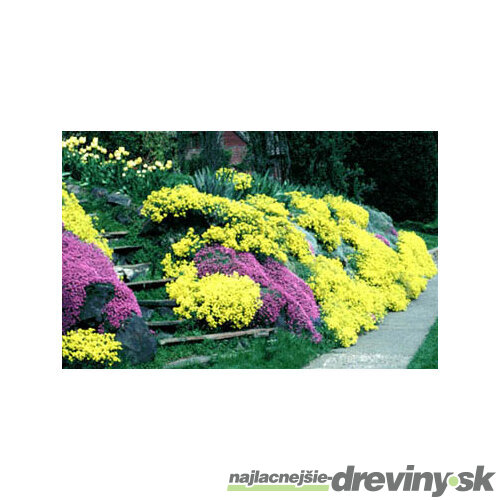 Materina dúška citrónová (liečivá), v črepníku Thymus citriodorus Mystic Lemon